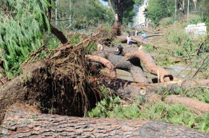 Alberi caduti in Lungarno Colombo