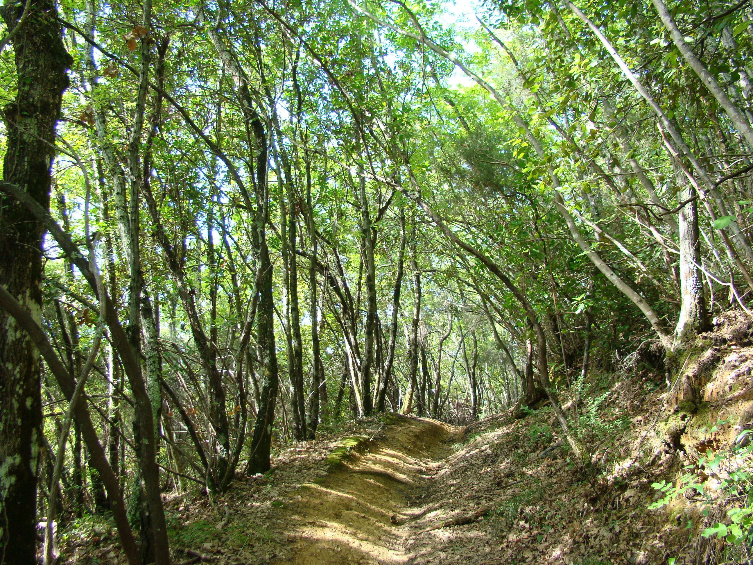 Panorama lungo il Sentiero dell'Isoipsa (di Giuliana Profeti)