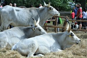 La rassegna 'Ruralia' nel Parco di Pratolino