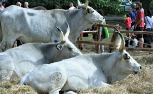 La rassegna 'Ruralia' nel Parco di Pratolino