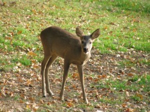 Capriolo a Pratolino