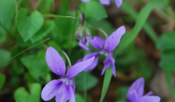 primo piano violette tra l'erba