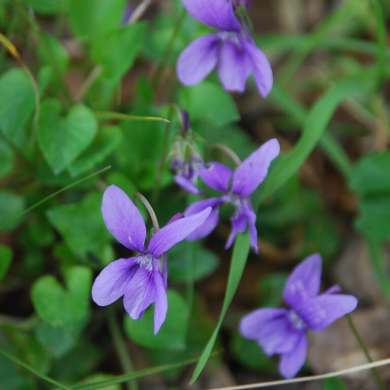 primo piano violette tra l'erba