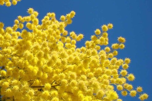 Mimosa