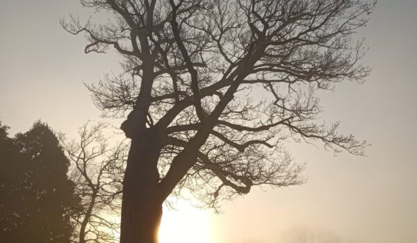 sagoma di un di grande albero spoglio, sullo sfondo, cielo grigio e sole al tramonto