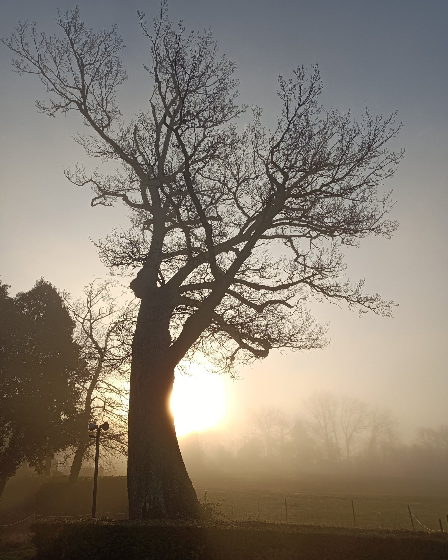 sagoma di un di grande albero spoglio, sullo sfondo, cielo grigio e sole al tramonto