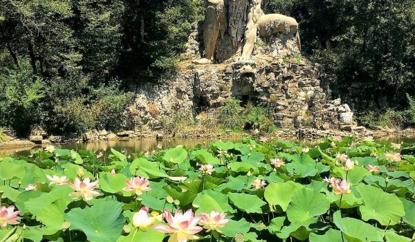 Sullo sfondo la scultura il Gigante a Pratolino, in primo piano ninfee fiorite