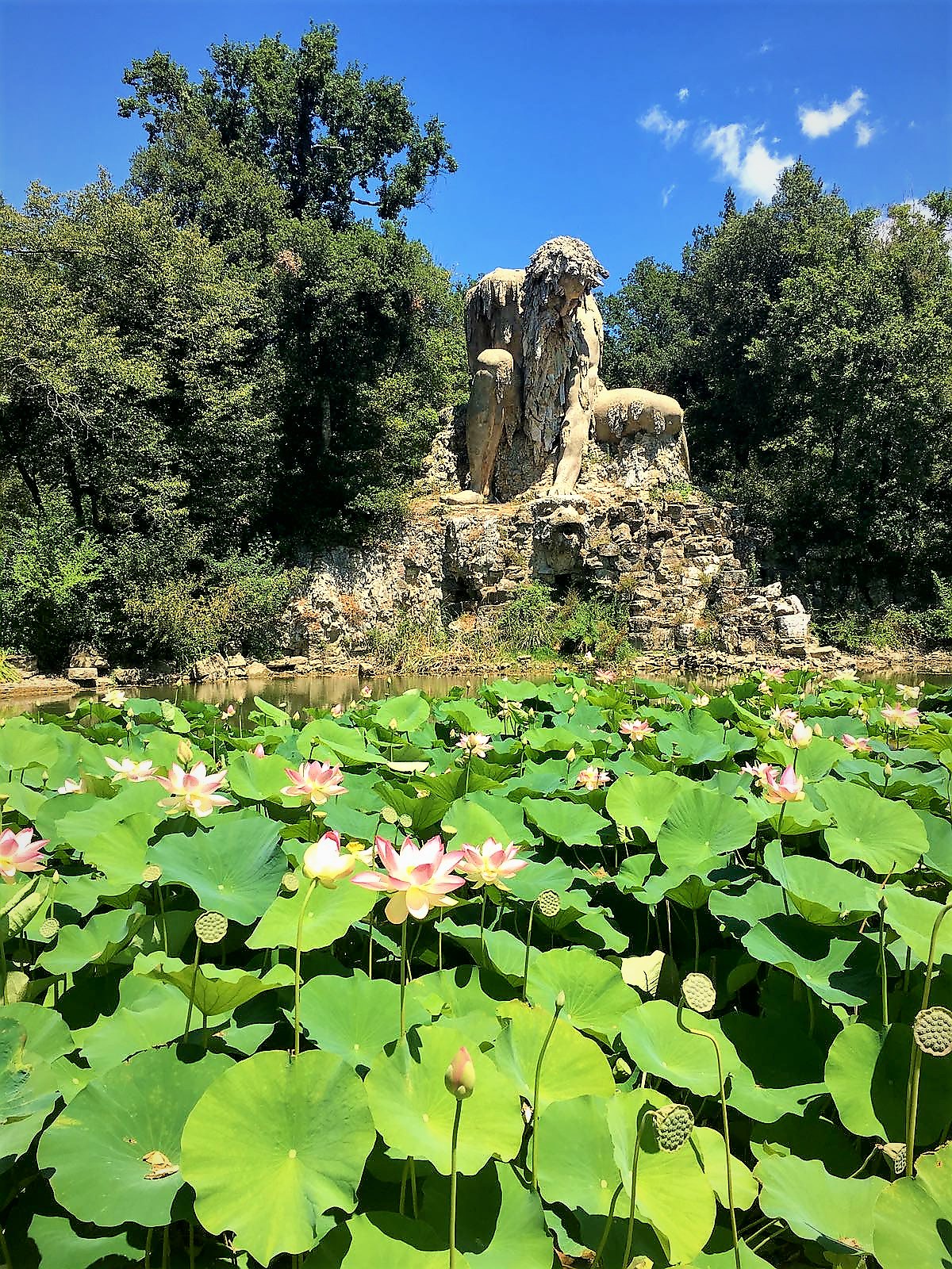 Sullo sfondo la scultura il Gigante a Pratolino, in primo piano ninfee fiorite