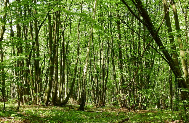 bosco ceduo